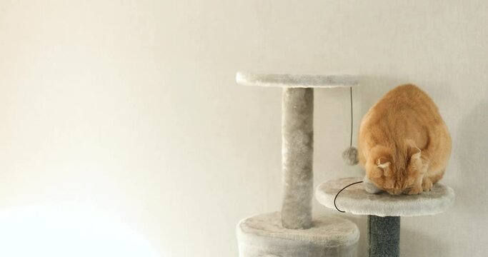 Cute funny cat playing on Furniture Scratching Deterrent Tree at home,