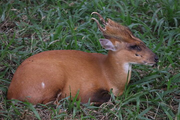 deer in the grass