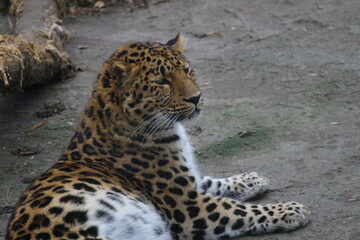 Fototapeta na wymiar the far Eastern leopard