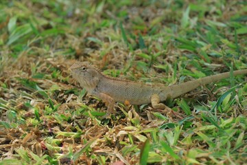 A brown lizard on green grass in summer day. Animal and nature concept.