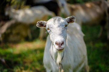 Obraz premium Domestic goats grazing in a green meadow near a biofarm in summer. A herd of brown and white mammals with horns in the background of trees.