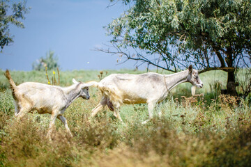Obraz na płótnie Canvas Domestic goats grazing in a green meadow near a biofarm in summer. A herd of brown and white mammals with horns in the background of trees.