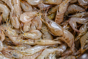 close up fresh shrimps from top view ready for sale at the market, shrimps background with copy space