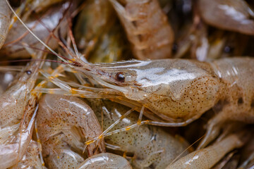 close up fresh shrimps from top view ready for sale at the market, shrimps background with copy space