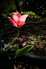 Pink tulip standing in shade illuminated sun rays