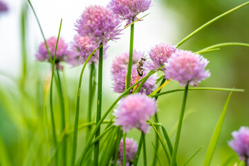 flowering chives in a green farm garden