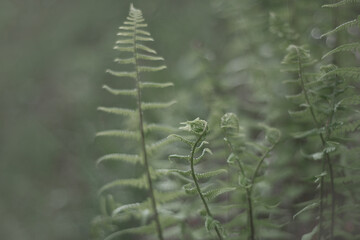 Natural green fern in the forest. close up