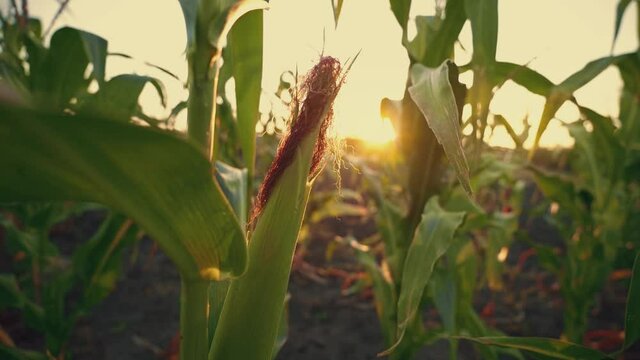 A sprinkling ear of corn against the background of the rising sun. Morning in the agricultural field. Corn stalks. Rural landscape. Harvest time.