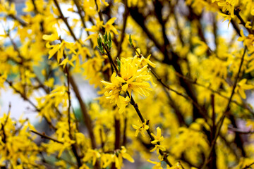 Bright yellow Forsythia bush flowers in the garden in spring season close up.