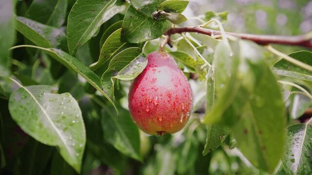 Ripe pear growing at the orchard. Sweet fruit tree in the morning sun. Organic pears in the garden. Pear on a tree ready to harvest. Picking pears. 