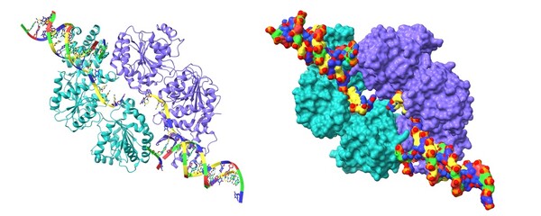 Structure of human RECQ-like helicase in complex with DNA. 3D cartoon and Gaussian surface models, PDB 2wwy, white background