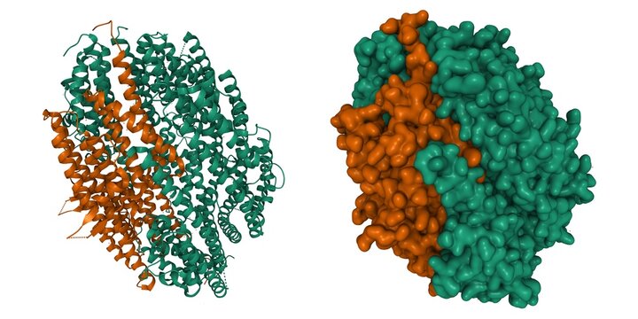 Structure of human translin (green)-TRAX (brown) complex. 3D cartoon and Gaussian surface models, PDB 3pja, white background