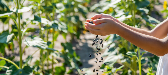 The child holds sunflower seeds in her hands. Selective focus.