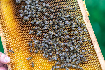 wax frame in bee hive, honey production