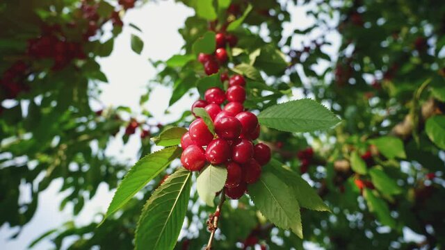 Cherries on a tree ready to harvest. Picking cherries. Sweet fruit tree in orchard. Summer fruit garden. Cherry tree in the sunshine. 