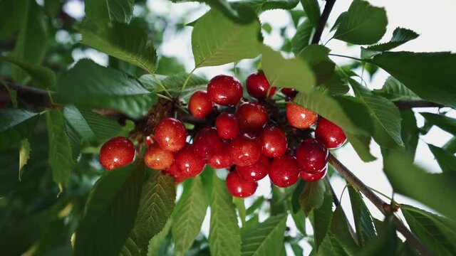 Cherries growing in a group. Great harvest of ripe red cherries on a tree branch. Fresh and healthy fruits. Gardening. Home farmstead.