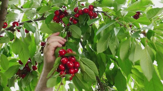Farmer's female hands pick ripe cherries. Home farmstead.
Sun shining through the branches of the sweet cherry.
Cherries ripen in the sun. 