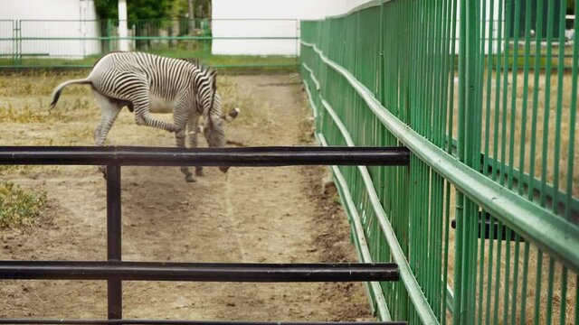 Young zebra in a corral of a farm. A striped artiodactyl on a private farm. Curious zebra in an open-air paddock.