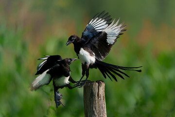 Eurasian magpie or common magpie (Pica pica) flying and fighting for food in the countryside in the Netherlands         