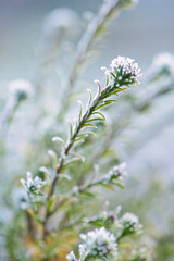 Green leaves covered with frost, cold early morning, first frost