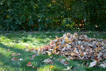 autumn leaves on the grass
