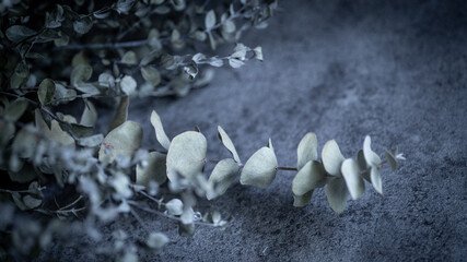 ユーカリのドライフラワー