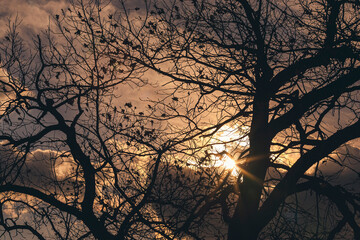 Silhouette of oak with thinned foliage at dusk sunset in late autumn. Reflections of rays of sun on branches and foliage. Shooting against light source. Sun rays and flares in lens. Selective focus.