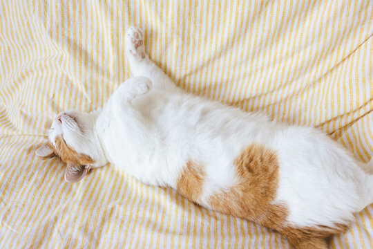 Cute young domestic bicolor orange and white cat sleeps relaxed and happy on soft blanket on bed. Happy relaxed or lazy sleeping cats concept. Close up, selective focus, copy space