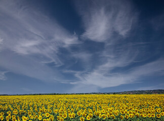 sunflower field in cloudy weather