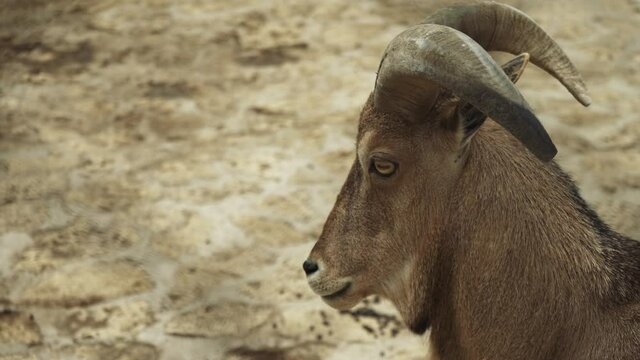Male Goat Portrait. Horned goat outdoors. Home farm for the production of dairy products. Livestock. Ranch. Young goat. Animal husbandry. 