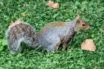squirrel eating nut