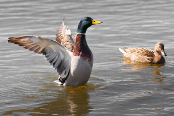 duck on the water