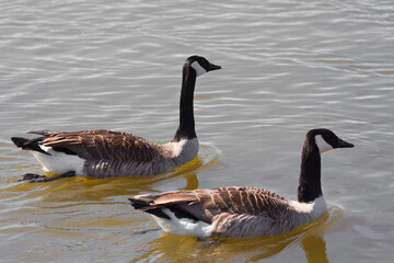 country goose branta canadensis