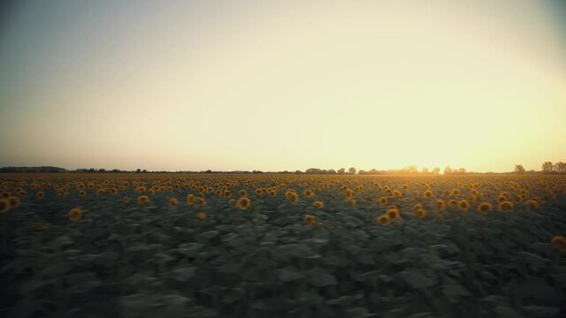 Summer landscape. Beautiful sunset over big golden sunflower field in the countryside. Rural agricultural scenery of the setting sun.