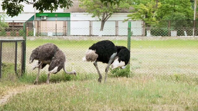 Ostriches. Ostrich farm. A pair of emus in an open-air paddock. Huge flightless birds. Breeding Ostriches.
