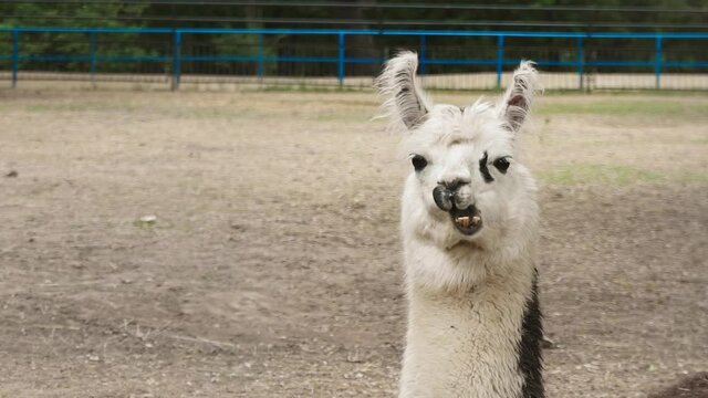 Lama. Portrait of a white alpaca. Llama chewing gum, close-up. Home farm of exotic animals. Lama is resting on a sunny day.