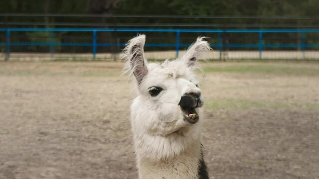 Lama. Portrait of a white alpaca. Llama chewing gum, close-up. Home farm of exotic animals. Lama is resting on a sunny day. Cute funny animal. 