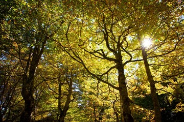 Obraz premium Autumn in the Pyrenees