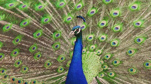 Portrait of beautiful peacock with feathers out. Beautiful male indian peacock. Peacock in its natural habitat. A proud bird in all its beauty. Mating games of peacocks.