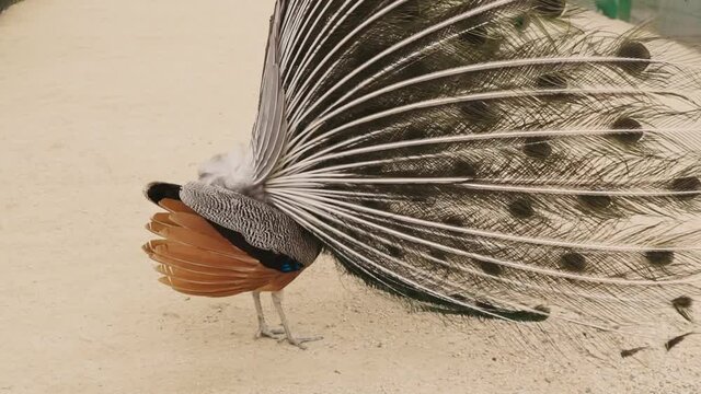 Mating games of peacocks. Portrait of beautiful peacock with feathers out. Beautiful male indian peacock. Peacock in its natural habitat. A proud bird in all its beauty. 