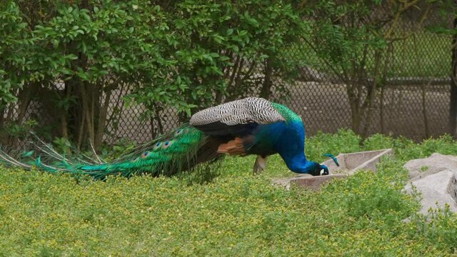 A peacock with an unopened tail is eating at the trough. Beautiful male indian peacock. Peacock in its natural habitat. A proud bird in all its beauty. Mating games of peacocks. 