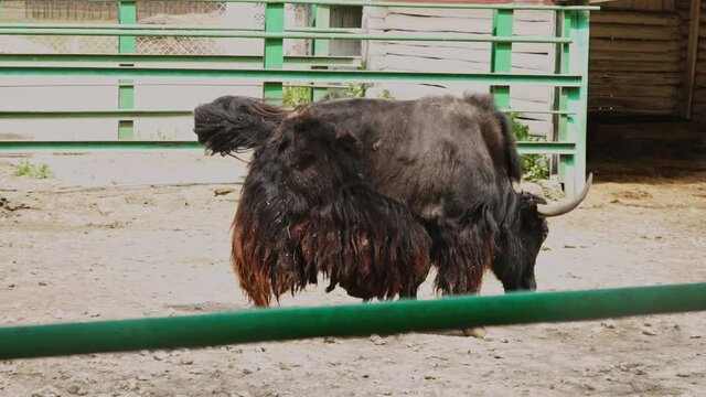 Livestock in an ecological farm. Large mammal with long horns and warm brown fur. Yak. Long-haired bovid. Wild bull in the paddock.