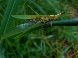 grasshopper on the green leaf