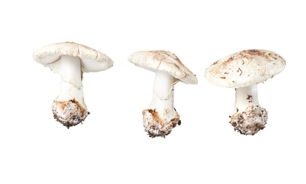 Set of white fly agaric mushrooms. Isolated image on white.