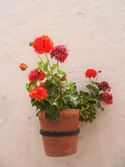 Fototapeta na wymiar [Peru] Flowerpot of red geranium flowers hung on a white wall (Monastery of Santa Catalina de Siena, Arequipa)