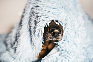 A German shepherd dog covered with a blanket