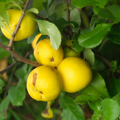 Yellow quince fruit on a tree in the garden