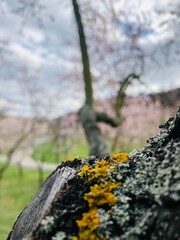 moss on the tree