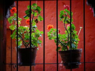 [Peru] A potted plant of red geranium hung on a black fence (Monastery of Santa Catalina de Siena,...