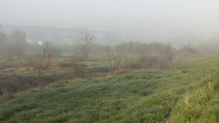 Obraz premium Sunset or sunrise in a field with green grass, path and trees in the background. In early summer or spring. Landscape after rain with a slight haze.